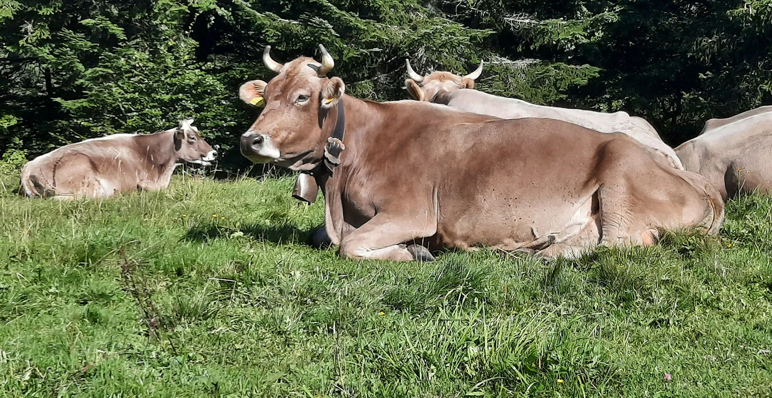 Mehrere Kühe mit Hörnern liegen auf einer grünen Weide am Hang