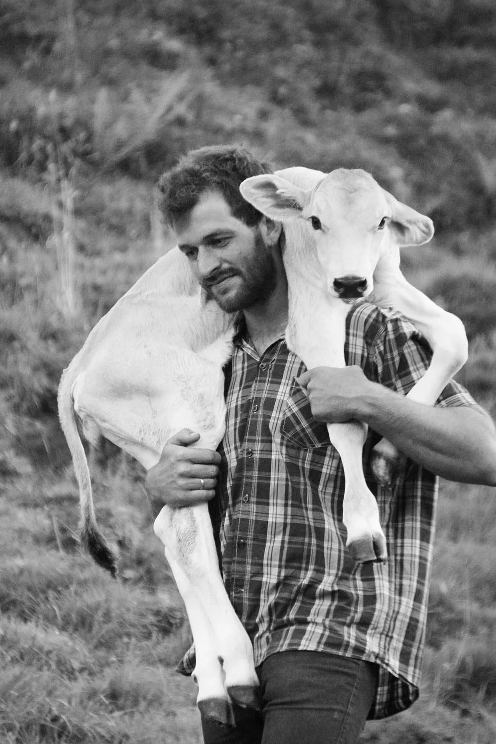 Ein Bauer trägt ein Kalb auf den Schultern über die Wiese, Aufnahme in Schwarzweiß