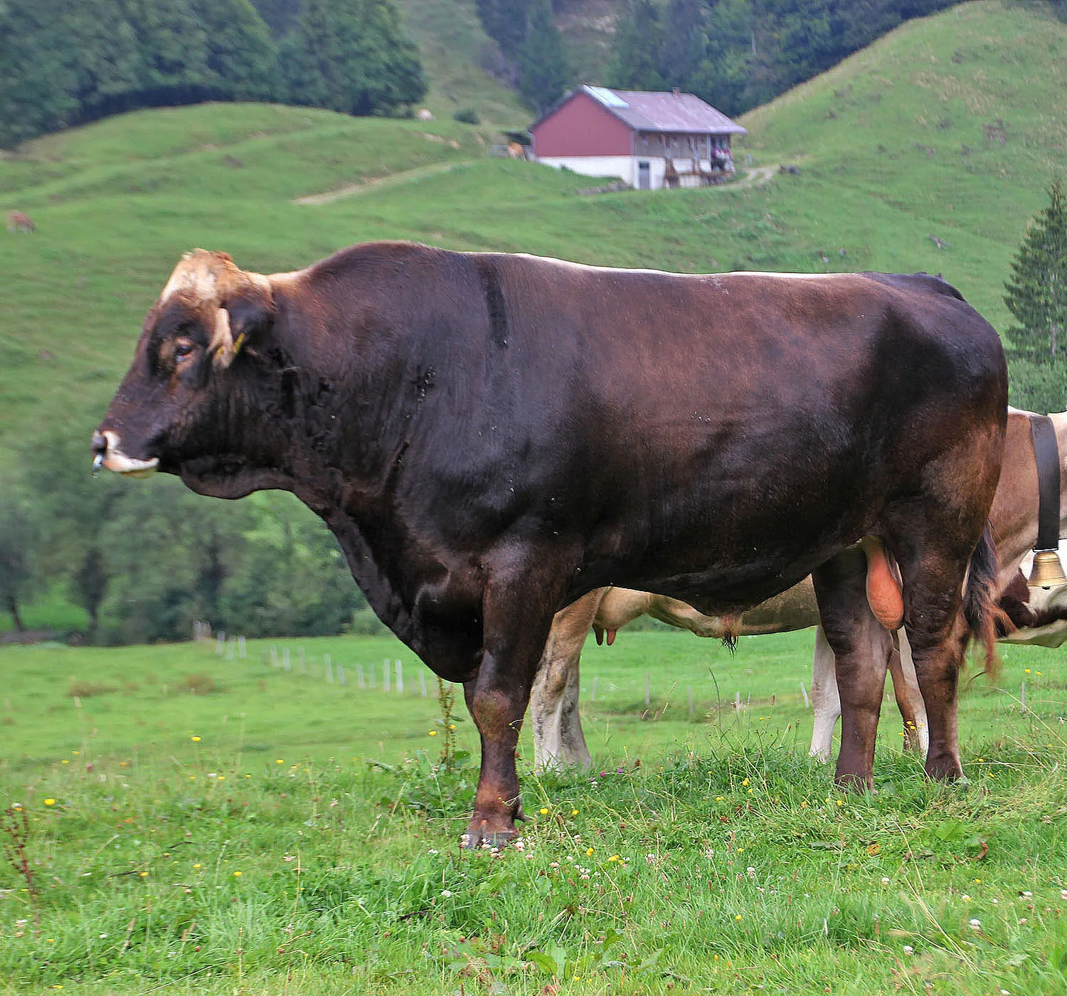 Brauner Stier mit Hörnern auf der Weide, dahinter der Stall