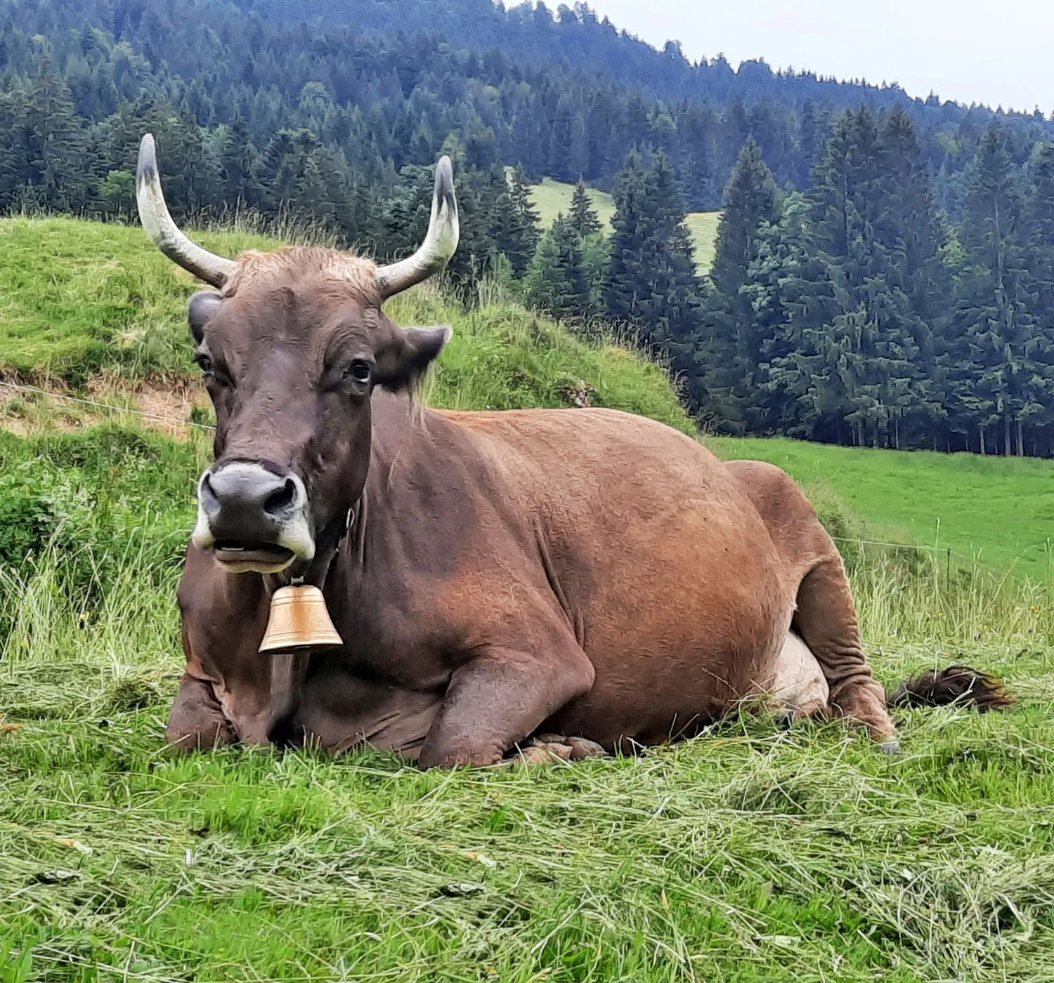 Kuh mit Hörnern und Glocke liegt wiederkäuend auf der Weide, dahinter Wald