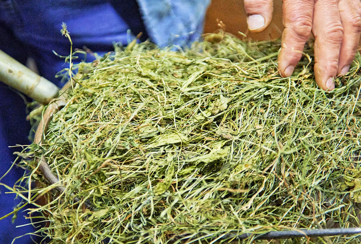 Zwei Hände greifen in frisch gemähtes, duftendes Heu