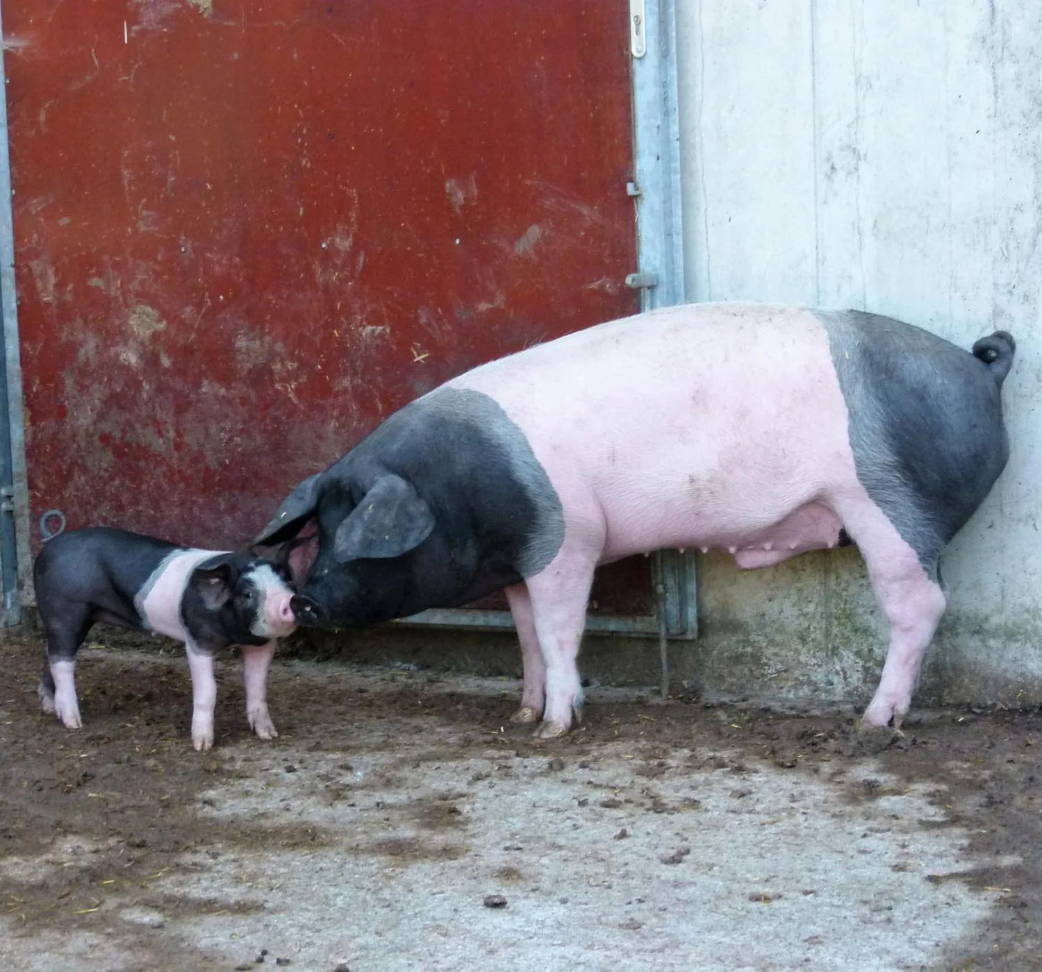 Schwein mit zwei Ferkeln vor der roten Stalltür