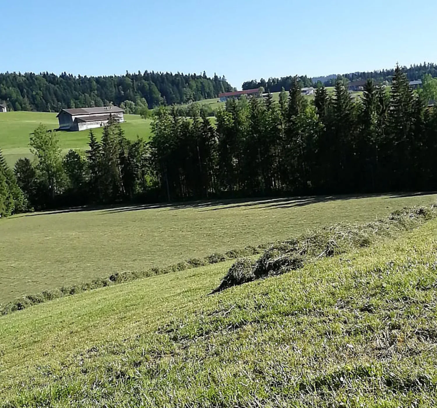 Frisch gemähte Wiese mit Grasschwaden, dahinter der Hof am Hang
