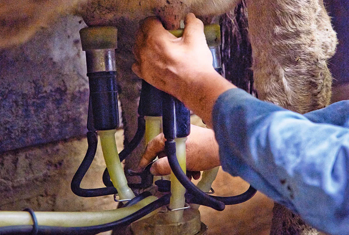 Hand setzt das Melkzeug an eine Kuh im Stall an