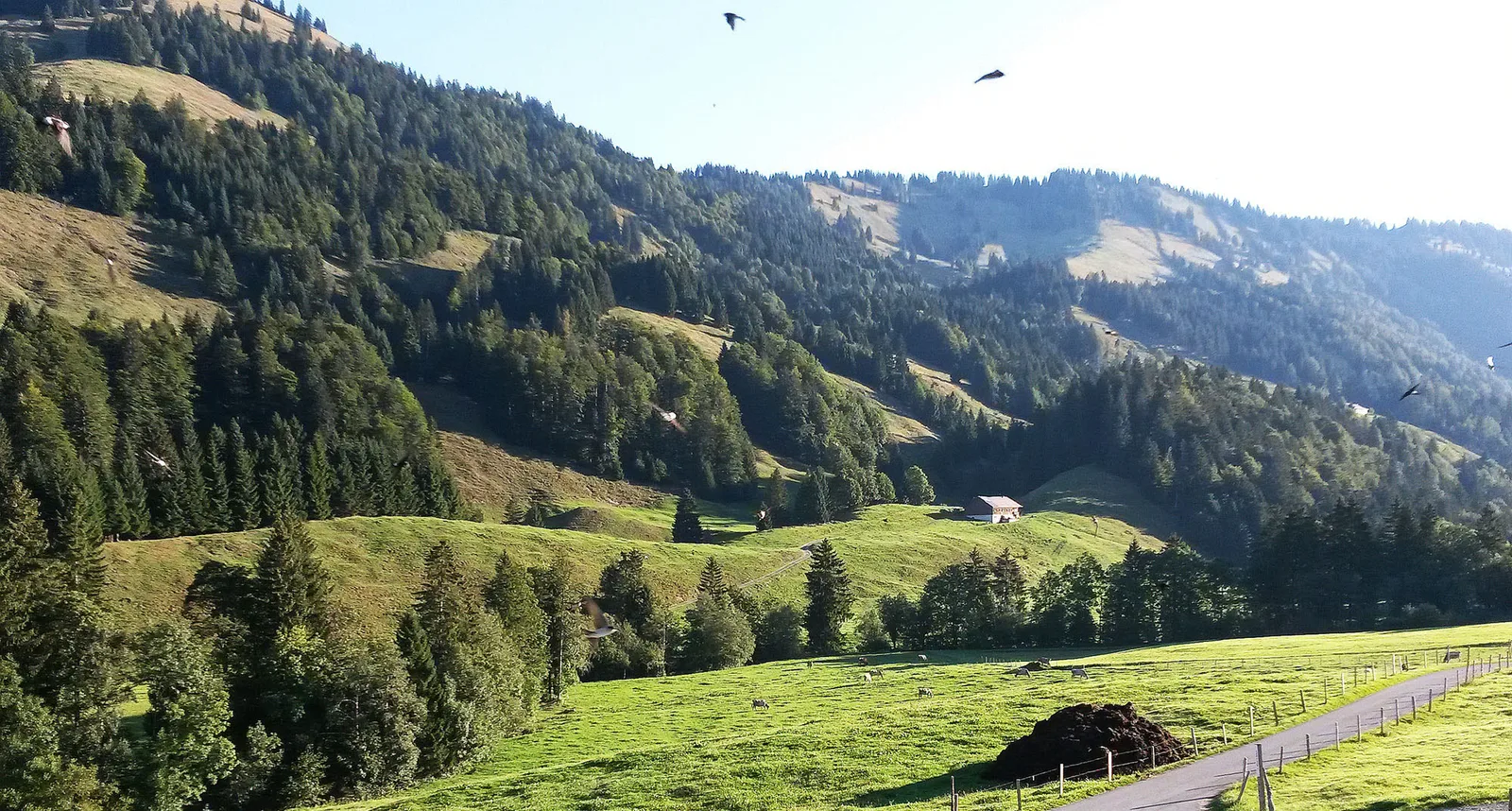 Weiter Blick über das Weißach-Tal mit Weiden, Höfen und bewaldeten Hängen