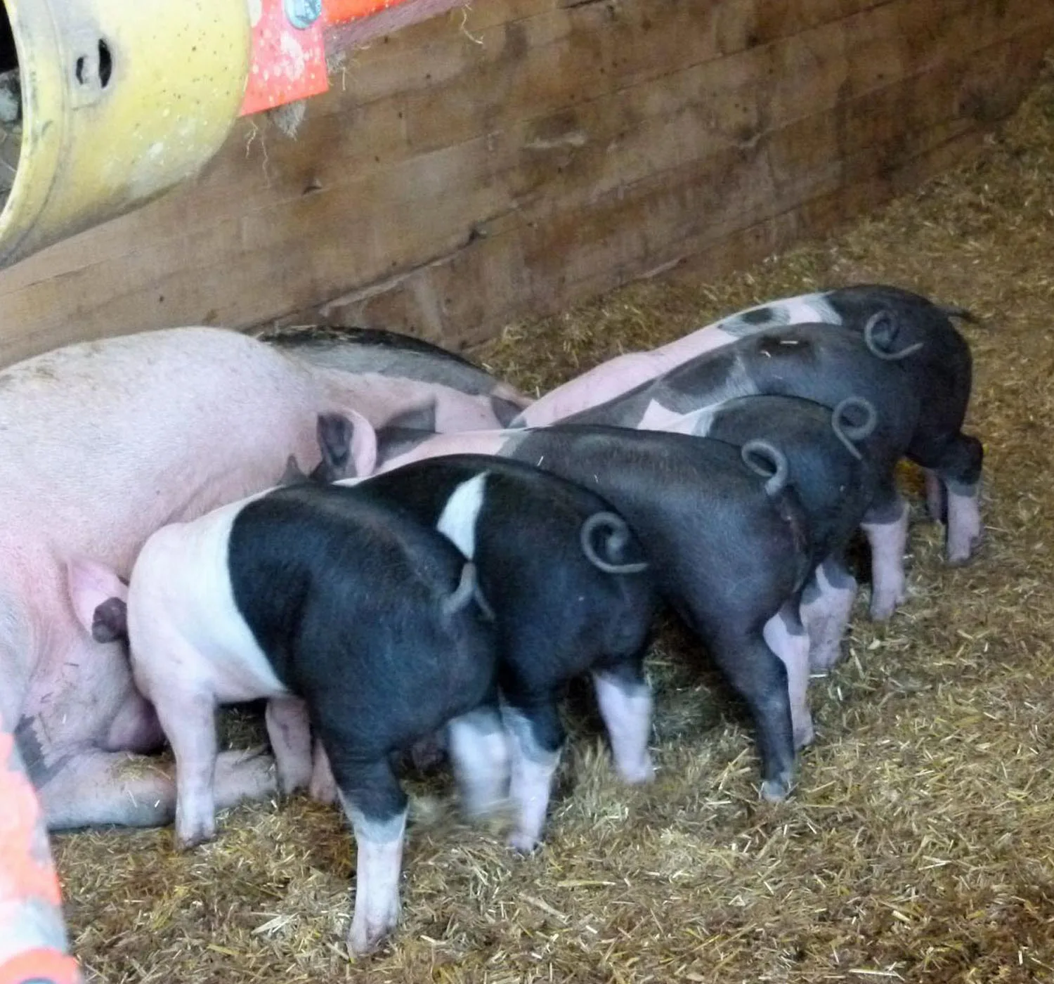 Mehrere Ferkel im Stroh im Stall
