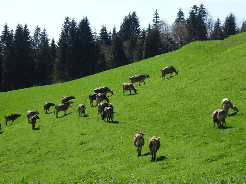Herde Braunvieh auf einer steilen grünen Wiese vor dunklem Nadelwald